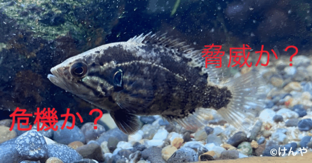 伊豆諸島の三宅島で外来種のニホンイタチが増殖か　生態系への影響懸念